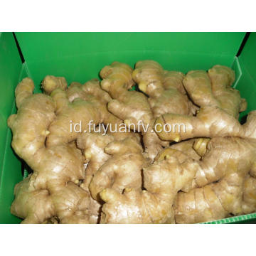 250g Air jahe kering